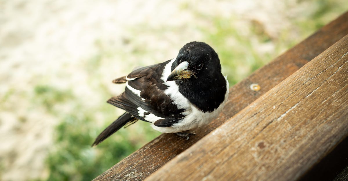 Eco-Friendly Timber Choices for Sustainable Decking