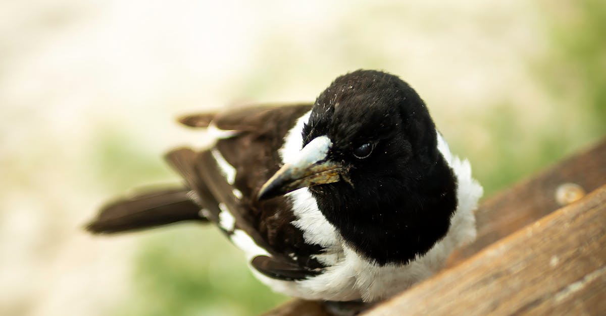 Maintaining the Aesthetic Appeal of Your Deck with Finishes